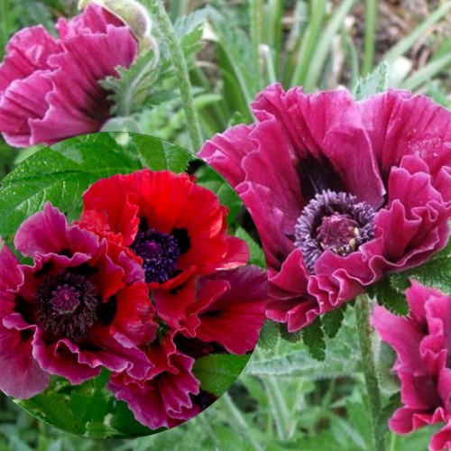 Papaver orientale 'Harlem' - Idamagun 'Harlem' P11/0,75L